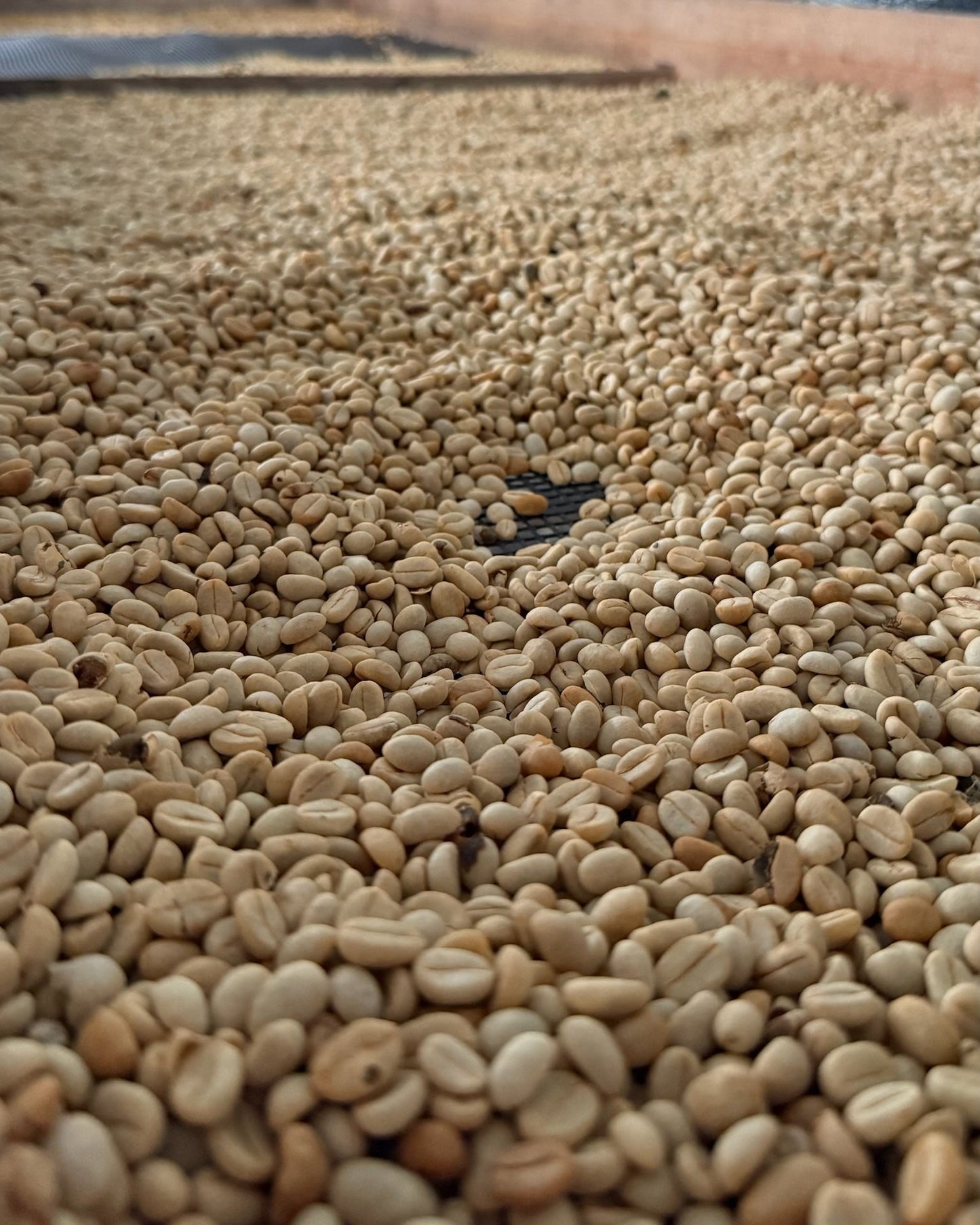 Washed koffie bonen